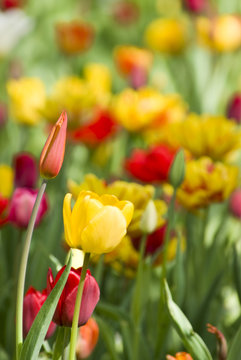 tulip blossoms in front of a wildflower meadow in spring