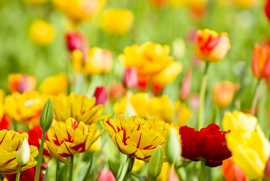 some flowers in front of a meadow in spring