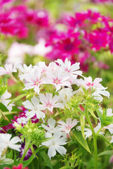 Background from field colors