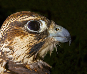 Portrait eines Falken