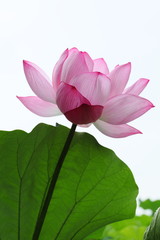 蓮花 (上野・不忍池)