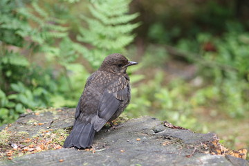 Blackbird  Juvenile