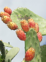 Un figuier de barbarie, nopal