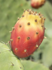 Une figue de barbarie sur un nopal