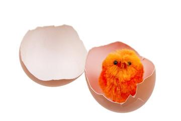 Easter chick hatches from an egg - 20494117