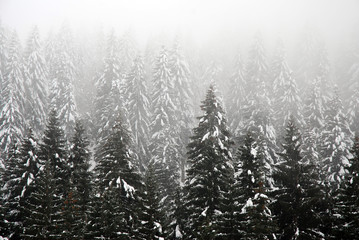 Hochnebel Tannenwald