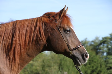 Fototapeta premium Araber-Porträt