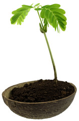 jeune tamarinier, noix de coco, fond blanc