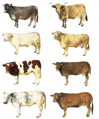 vaches