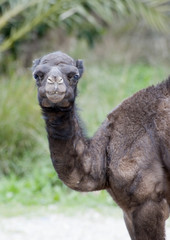 Closeup of Baby Camel