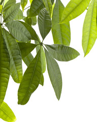 Pachira aquatica (freigestellt) #1