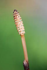 Schachtelhalmblüte (Equisetum)
