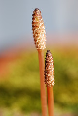 Schachtelhalmblüte (Equisetum)