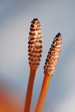 Schachtelhalmbl&uuml;te (Equisetum)