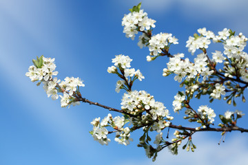 Cherry blossom time