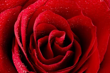 Crédence de cuisine en verre imprimé Macro rose d& 39 amour