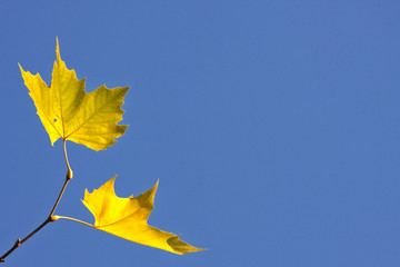 Naklejka na ściany i meble Leuchtendes Herbstlaub im Sonnenschein