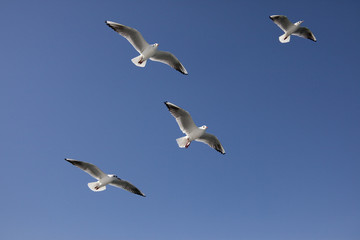 大空を飛ぶ４羽のカモメ