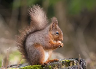 Fotobehang Rode eekhoorn die een hazelnoot eet © S.R.Miller