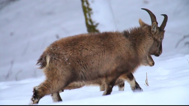 steinbock