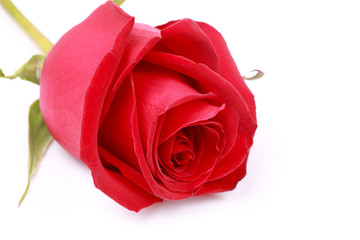 Fototapeta premium red rose on the white isolated background