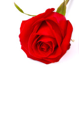 red rose on the white isolated background