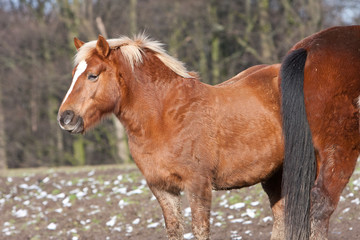 Obraz premium Pferd - Haflinger