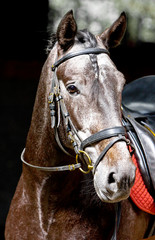 Fototapeta premium Pferd