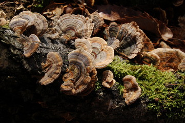 Woodland mushrooms