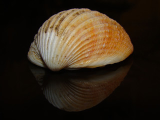 Coquillage sur fond noir
