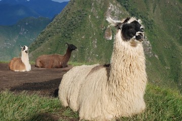 Llamas enjoying morning sun at Machu Picchu in Peru