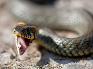 The grass snake (Natrix natrix)