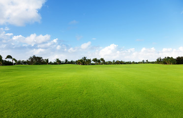 trees and green field of grass