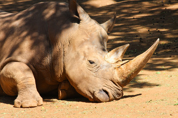Rhinoceros Resting His Head On the Ground Large Horn