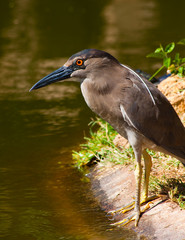 Black-Crowned Night Heron on the Hunt at the Pond