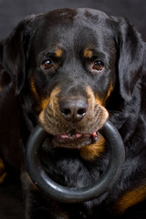 Fototapeta premium Dog of breed a Rottweiler with a ring in a mouth.