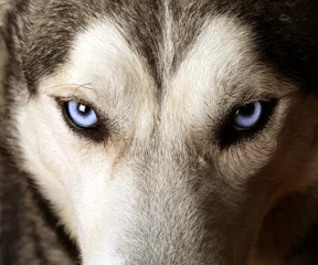  Dichte mening van blauwe ogen van een Husky of Eskimohond. © serge-b