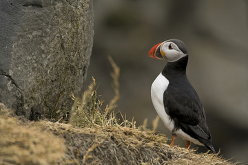 Papageientaucher Iceland