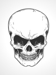 human skull