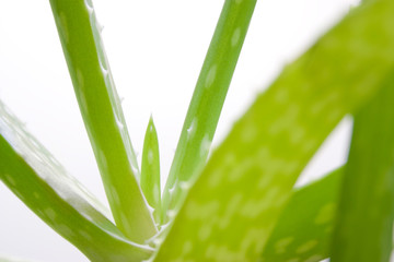 Aloevera_1