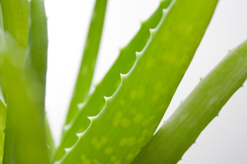 Aloevera_2