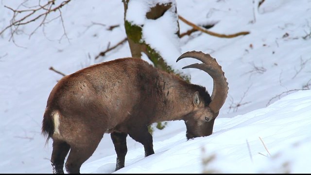 Steinbock