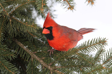Cardinal In Snow