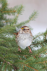 Sparrow In A Spruce Tree