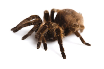 Tarantula spider on white background