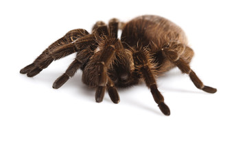 Spider on white background