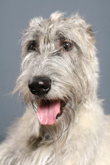A portrait of a Irish Wolfhound.