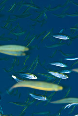 Yellow-band fusilier (Pterocaesio chrysozona)