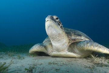 Green turtle (Chelonia mydas) resting on a seagrass bed
