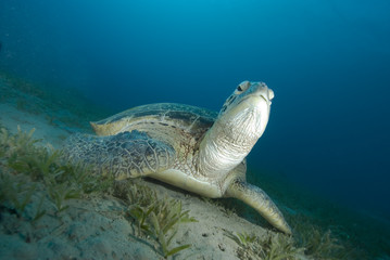 Naklejka na ściany i meble Green turtle (Chelonia mydas) resting on a seagrass bed